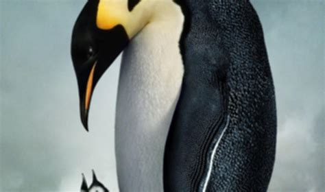 A Marcha Dos Pinguins