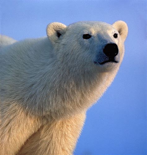Myth Polar Bears Are Solar North American Bear