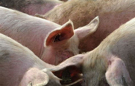 Marne Un élevage De Cochons Intensif épinglé Par L214 Pour Des Claquages De Porcelets à Mort