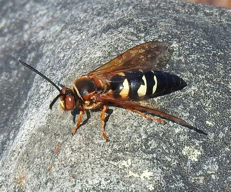 Eastern Cicada Killer Wasp Ewa Guide To The Insects And Spiders Of The Fells Us · Inaturalist