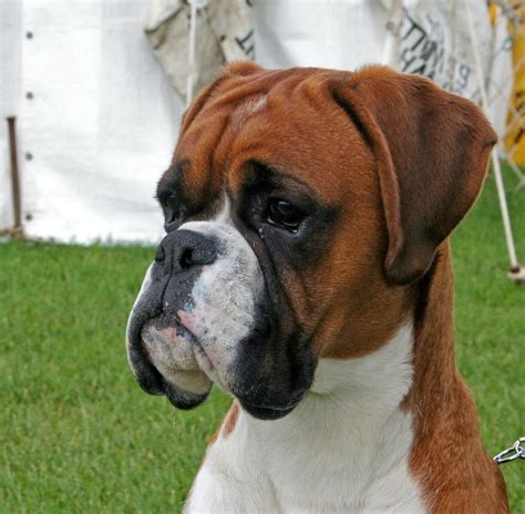 Beeann Boxers Show Dogs And Stud Dogs Red And Brindle Breeders Of