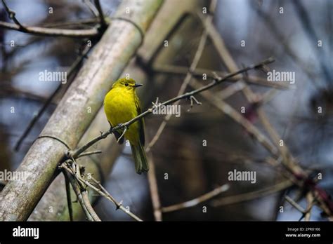 Capture the essence of Kerala's birdlife, the rich biodiversity and awe