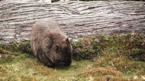 Wombat Fact Sheet Blog Nature Pbs