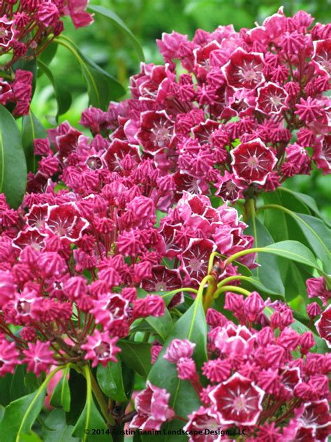 Kalmia Latifolia Kaleidoscope Mountain Laurel Fuchsia Red