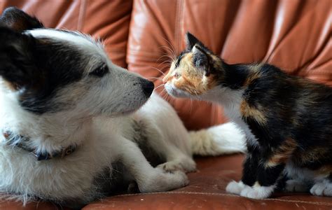 Dog People And Cat People Have Different Personality Traits Study