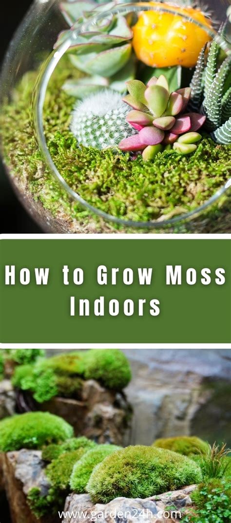 How To Grow Moss Indoors The Best Guide Garden 24h