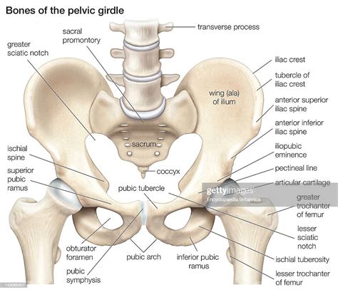 Pelvic Girdle Bones Of The Pelvic Girdle News Photo Getty Images