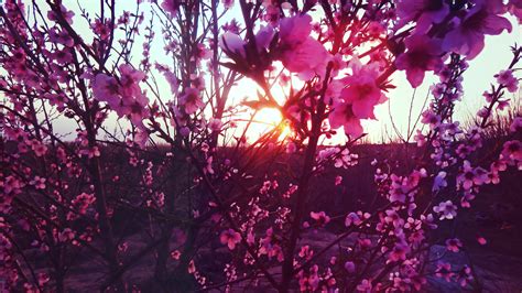 Free Images Tree Branch Plant Sunlight Leaf Flower Purple