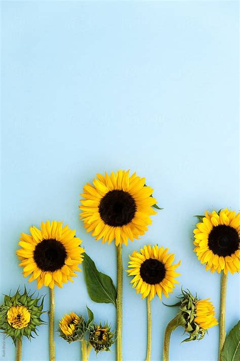 Another reason is that its golden flowers. Sunflowers on a blue background by Ruth Black for Stocksy ...