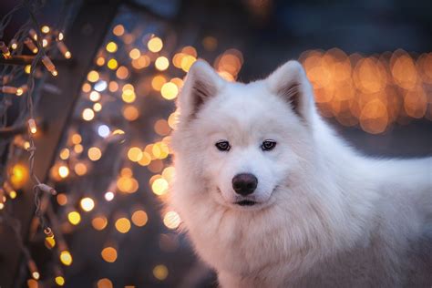 Animal Samoyed Hd Wallpaper