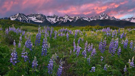 Excellent heat tolerance and bred to thrive all summer in north american climates and landscape plantings. Mountains nature meadows Colorado rocky wallpaper ...