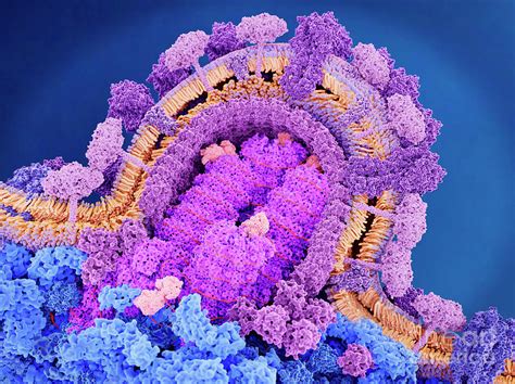 Influenza Virus Breaking Out Of A Cell Photograph By Juan Gaertner