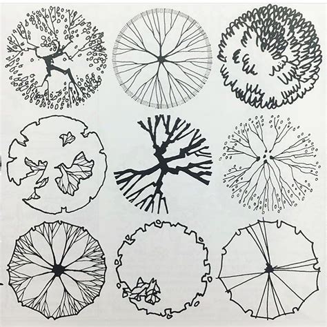 Trees In Plan Drawing Lorna Skinner