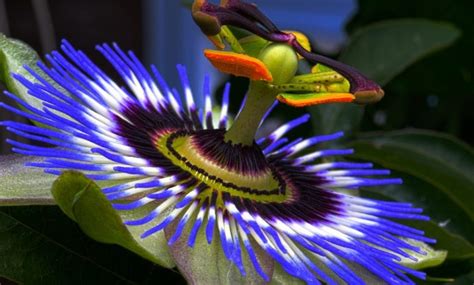 10 Rare And Exotic Flowers Complete Gardering