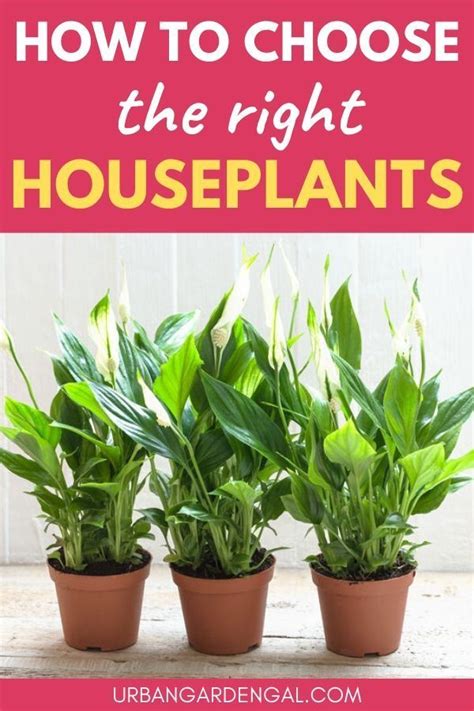 How To Choose The Right Houseplants In 2020 Easy Care Indoor Plants