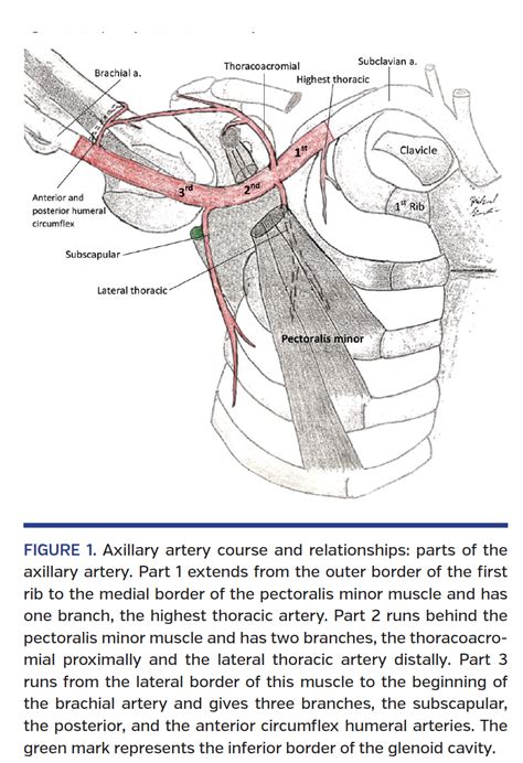 Suggested Bony Landmarks For Safe Axillary Artery Access