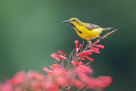 In the morning of summer. Olive-backed Sunbird by BP Chua on 500px | Bird, Olive ...