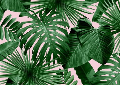 Palm Leaves Desktop Wallpapers Top Free Palm Leaves Desktop