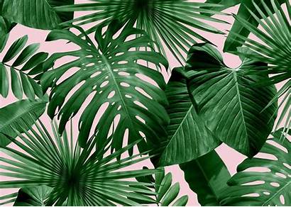Tropical Wallpapers Palm Leaves Desktop Leaf Wild