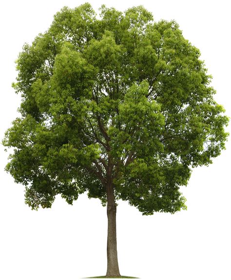 Tree Plan Png Plant Png Trees Top View Tree Photoshop
