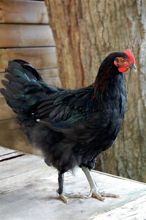 We did not find results for: The new Chickens at 3 months.Black Copper Marans |The Art ...