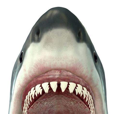 Close Up Of A Great White Shark Digital Art By Corey Fordstocktrek Images