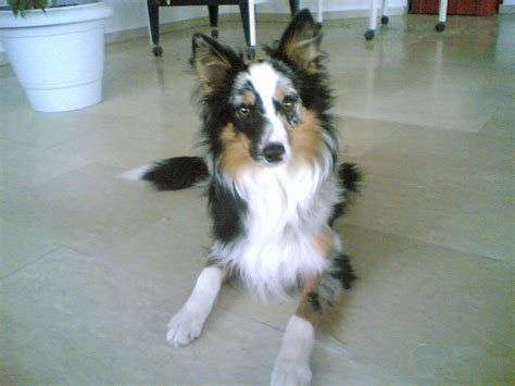 Kiowa Border Collie Sheltie Mischling Mix