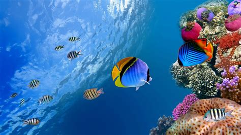 Aquatic HD Wallpapers | Most beautiful places in the world | Download