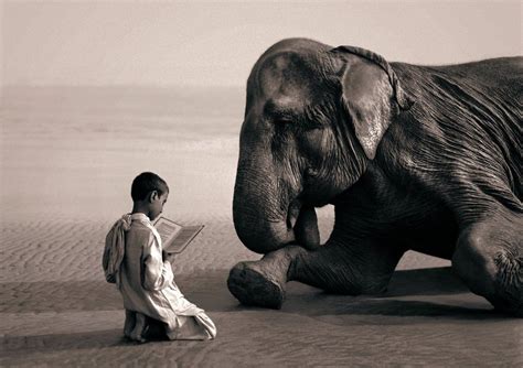 Ashes And Snow Gregory Colbert Elephant Images Pet Portraits
