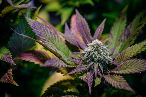 The Best Purple Cannabis Strains Growers Guide
