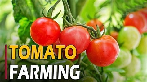 How To Grow Tomatoes Tomato Farming Tomato Cultivation Complete