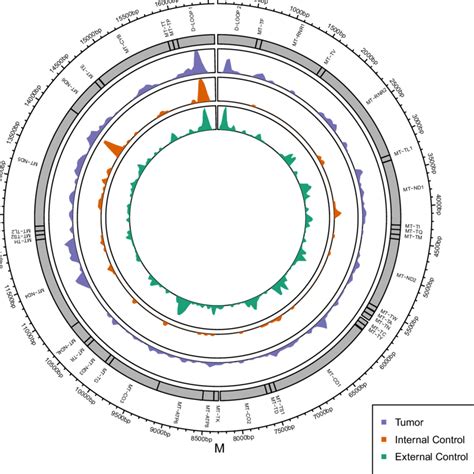 Distribution Of Heteroplasmic Variants In The Mitochondrial Genome For