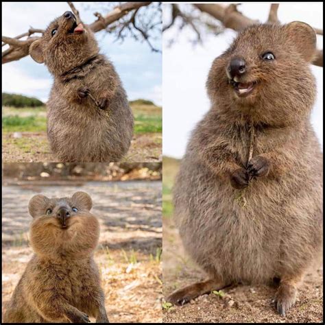 🔥 The Quokka - the happiest animal on earth 🔥 : NatureIsFuckingLit