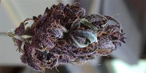 20 Popular Purple Cannabis Strains The Chill Bud