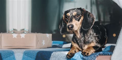 Welcome to Inland Valley Veterinary Specialists | Upland Vets