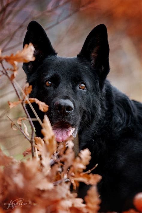 Rassehunde deutscher schäferhund hündin welpe mittelgroß (bis 60cm) schwarz. Schwarzer Schäferhund | Schwarzer deutscher schäferhund ...