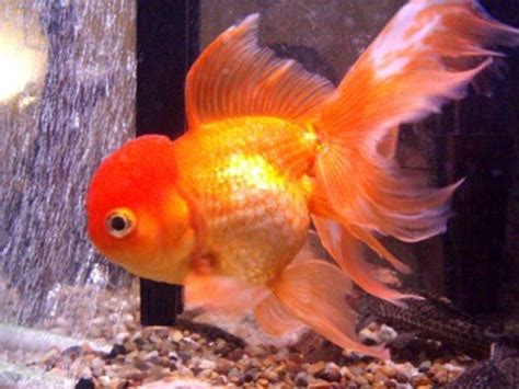 Goldfish Vs Betta Fish Care And Facts Pethelpful