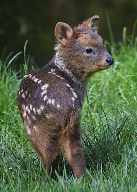 The Pudú Is The Worlds Smallest Deer With An Average Size 15 In