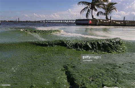 Awful Smelling Algae Is Seen Along The St Lucie River On July 11