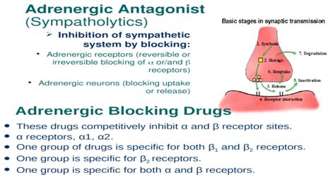 Adrenergic Antagonist Sympatholytics Inhibition Of Sympathetic System