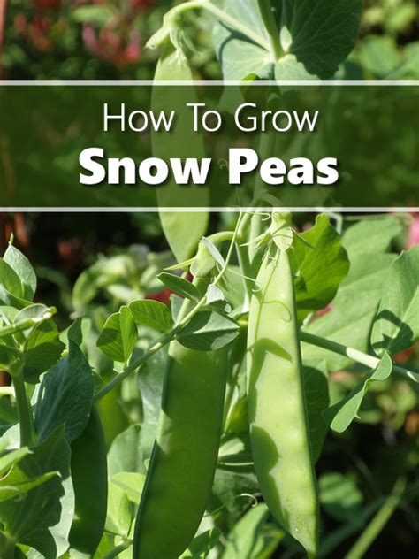 How To Grow Snow Peas