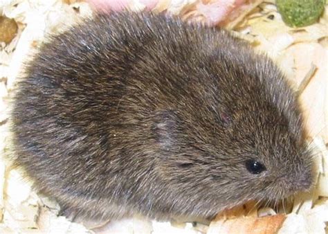 Difference Between Moles And Voles Fun Facts About Animals Garden
