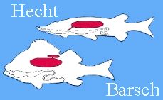 Schwimmen wie ein Fisch | LEIFIphysik