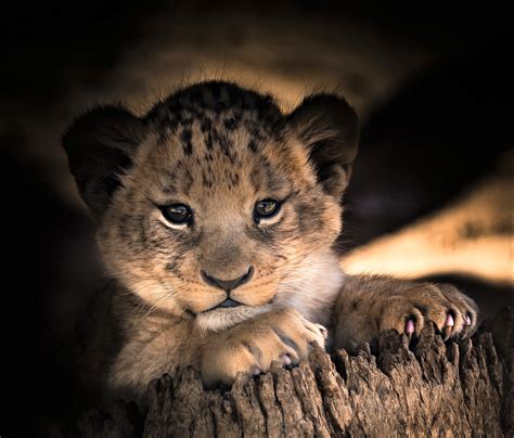 Download Baby Animal Cute Cub Animal Lion Hd Wallpaper
