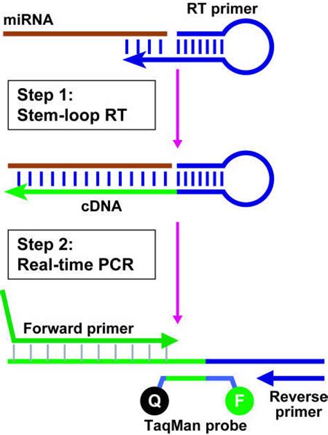 Primer design strategy for the forward and reverse pcr. fig1:Real-time quantification of microRNAs by stem-loop RT ...