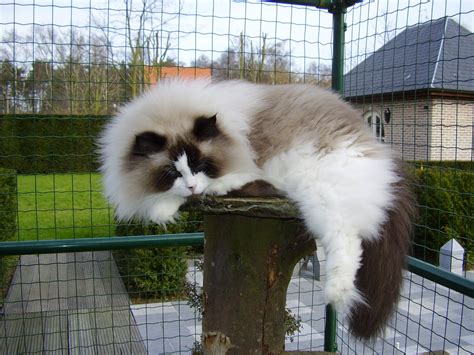 Ragdoll Cute Cats Pets Cute And Docile