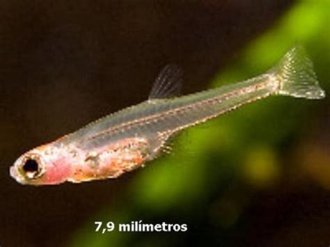 Unbelievable Facts Worlds Smallest Fish At 79mm