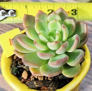 Wide variety of live succulents and cacti. "Echeveria Bradley" Korean rare Succulent Live plant | eBay
