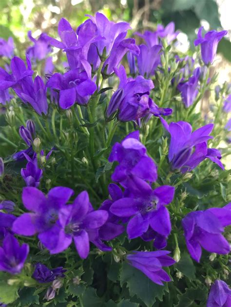 Check spelling or type a new query. Lila Campanula | Bodendecker, Pflanzen, Blumen anbauen