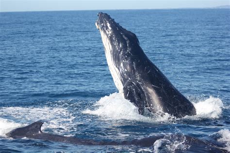 Singing Humpback Whales Respond To Wind Noise But Not Boats